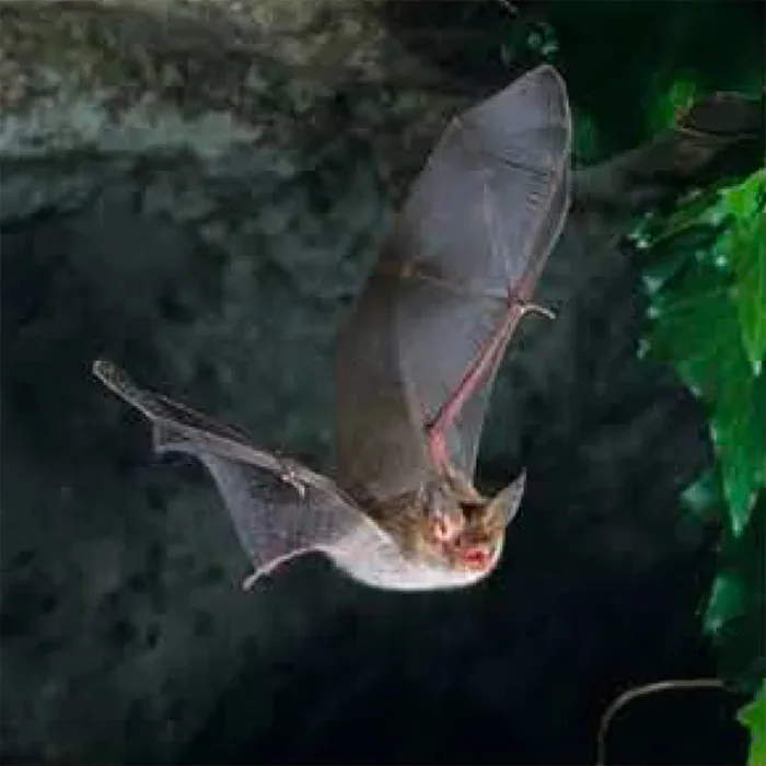 Découverte des chauves-souris à la cathédrale de Linard