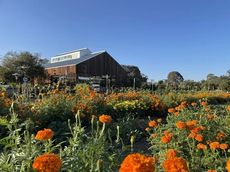 Volunteering at Stanford Educational Farm - Weekday