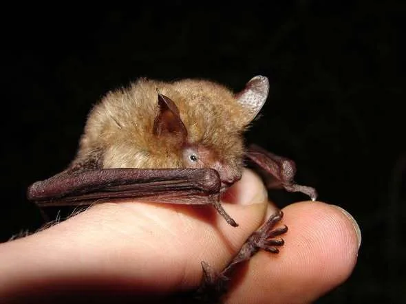 Des étoiles et des chauves-souris