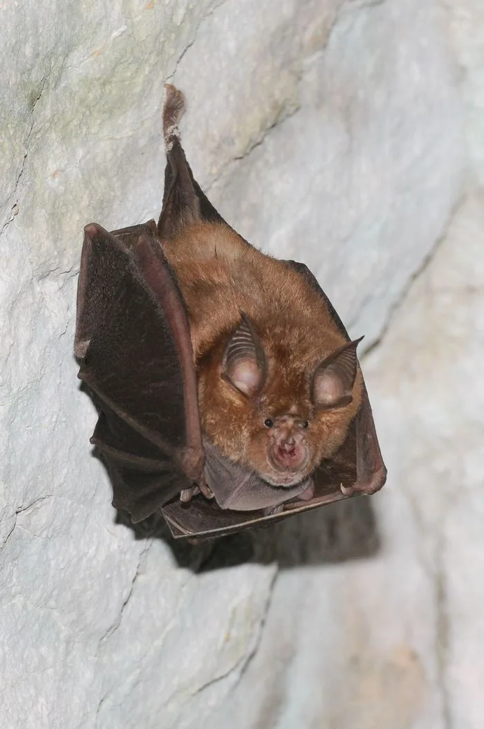 A la découverte des chauves-souris de St-léger-sur-Dheune