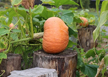 Plant or Treat: A Fun, Fall, Family Scavenger Hunt!