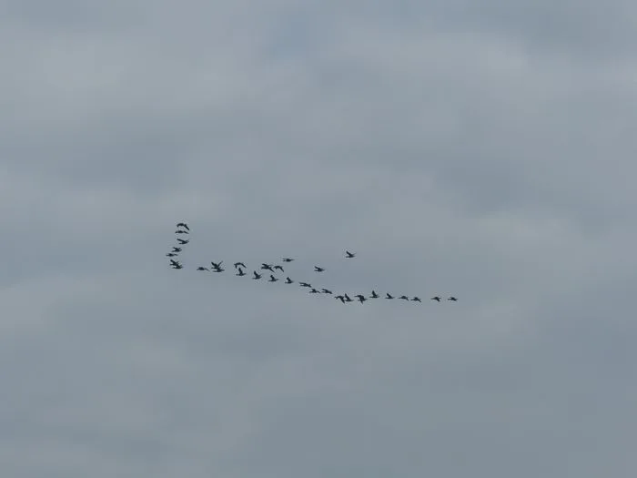Balade nature "La migration"